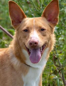 Bambi sucht Liebe und Geborgenheit - Brunstorf