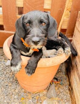 MILÚ - traumhaftes Hundekind 💖💖 - Neudenau