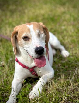 Wir suchen ein liebevolles Zuhause für unseren Hund Mars - Frankfurt (Main)