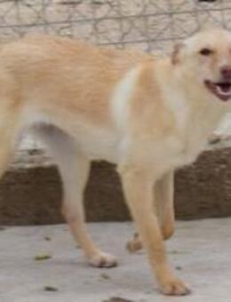 Kyara verschmust sucht ihre Familie - Niedereschach