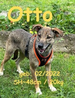 Otto, der Sanftmütige - Rinteln