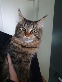 Main Coon Mädchen 7 Monate sucht liebevolles Zuhause (wegen Allergie) - Riegelsberg