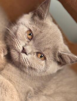 BKH Kater 4 Monate sucht Zuhause - Werlte