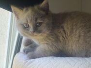 BKH Kitten reinrassig Britisch Kurzhaar lilac grau Katze Kater bkh kitten männlich weiblich - Hamm