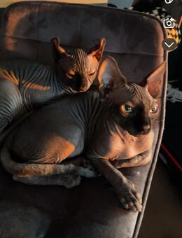 Zwei Sphynx Kater Brüder - Hannover Linden-Limmer