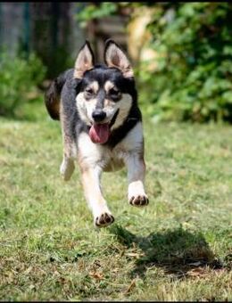 DOLLY - Jung, freundlich, heimatlos - Augsburg