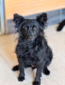 💕Vroni💕sucht ihre Menschen💕🐾💕 - Freilassing