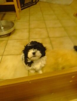 Bolonka Zwetna - Wesendorf