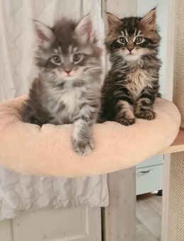 Maine Coon Aron black tabby geimpft entwurmt und Starterpaket - Leipzig