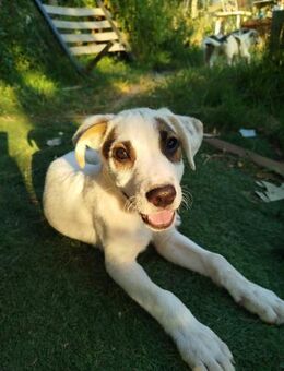 Simba - kleiner Mann sucht Liebe - Grevenbroich