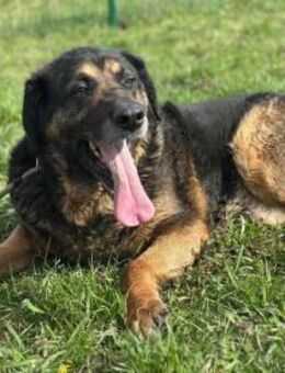 Milka sehnt sich nach einem Zuhause - Nordwalde