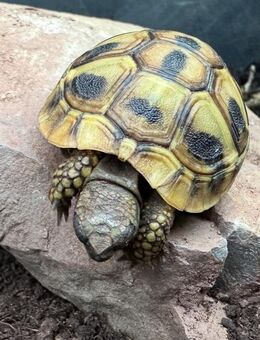 Griechische Landschildkröten, Jungtiere, aus eigener Zucht Schlüpfjahr 2023 - Wildberg Zentrum