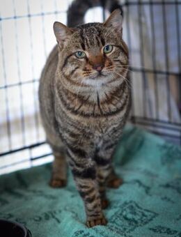 FiV+/FeLV+ Schmusekater Tiger - Grevenbroich