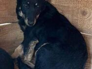 Unsere ♥BALOU♥sucht dringend ihre PS/ES - Hamburg