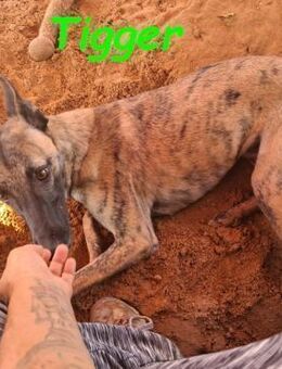 Tigger lebensfroher Gefährte 07/24 ESP - Ruppertsecken