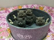 5 reinrassige BKH Kitten Katzen - Hamm