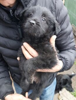 Enzo möchte die Welt erkunden - Celle