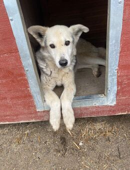 Fifi sucht ein Zuhause - Leipzig