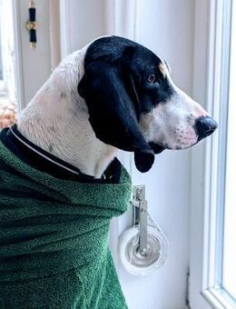 Momo charmanter Herzenshund auf Pflege - Würzburg