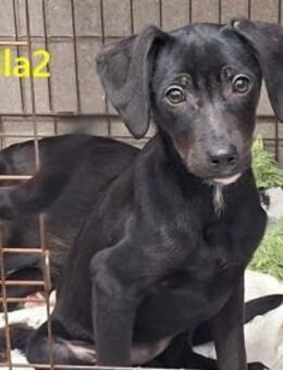 Sonnenschein sucht seinen Menschen - Baierbrunn