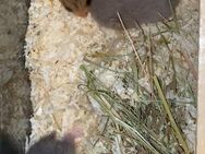 Hamster Goldhamster in Not - Straßkirchen