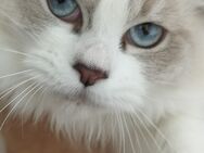 Ragdoll Mädchen/7Monate - Gochsheim