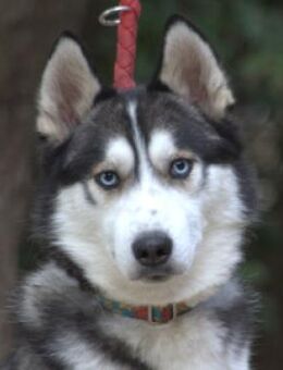 Oreon - liebt lange Spaziergänge - Lohmar