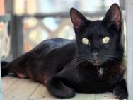 Hübsche, menschenbezogene Katze Cleo - Karlsruhe