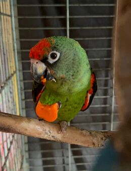 Grüner Kongopapagei Pärchen 1,1 - Oberhausen