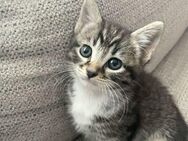 Gesunde Katzen Babys EKH BKH Mix Kitten - Essen