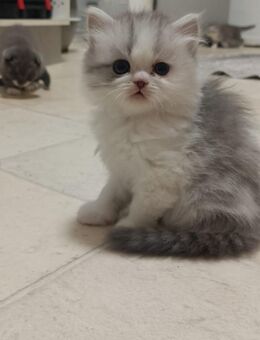 Baby Katzen suchen neue zu Hause - Wuppertal