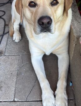 Labrador mischling - Bismark (Altmark)