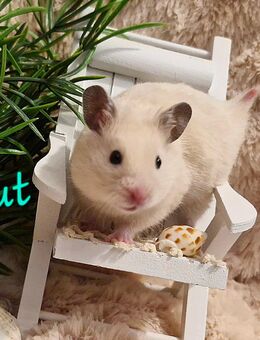 Goldhamster und Teddyhamster Nachwuchs - Baunatal