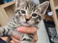 Baby katzen abzugeben - Göppingen Zentrum