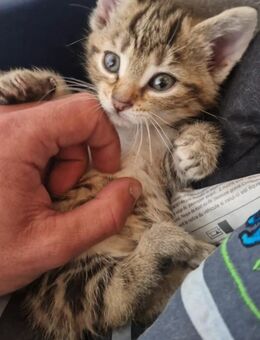 Kitten Bengal/EKH Mischlinge(3.Männchen.3Weibchen) - Beckum