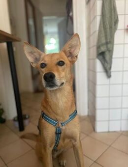 Alfie, stubenreiner Rüde, 5J 22765 - Vaterstetten