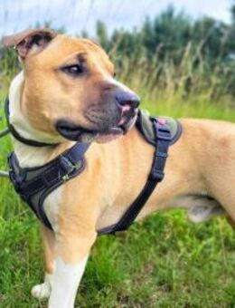 Kalle - freundlicher Bullterrier-Mix - Löwenberger Land