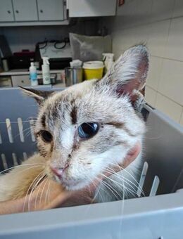 Siam mix Osiris aus dem Tierschutz - Grevenbroich