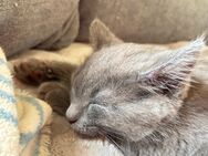 2 männliche graue Babykatzen ab sofort - Niedererbach