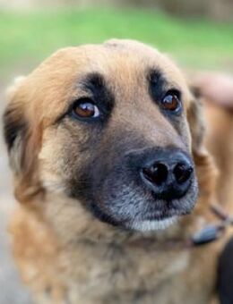 Hundedame KORA - Gefrees