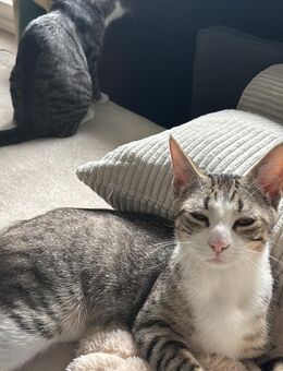 Katzen in gute Hände abzugeben - Alpen
