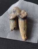 Versteinerter Zahn Höhlenhyäne Fossilien in 64404