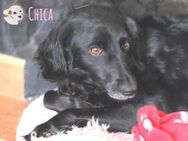 Chica braucht erfahrene Menschen - Untergruppenbach