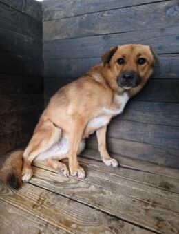 Bella 2, sehr lieb aber noch schüchtern - Bonndorf (Schwarzwald)