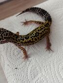 Leopardgecko Jungtiere in 45739