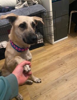 Lotti sucht ihr für immer zuhause - Frankfurt (Main) Niederrad