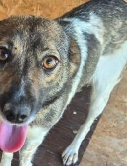 Jipsy ist eine Traumhündin 🐾 - Elsdorf (Nordrhein-Westfalen)