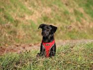 BLACKY ein charmanter und lustiger Hund / Welpe sucht ein Zuhause - Weiler-Simmerberg