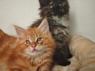 Norwegische Waldkatzen Kitten - Kalefeld