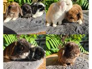 Zwergkaninchen Zwergwidder Kaninchen abzugeben - Giersleben